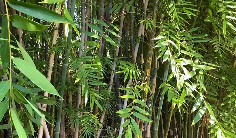 वर पिपल र पानीका मुहान जोगाउन अर्घाखाँचीको भूमिकास्थान–६ मा बाँस हटाउने अभियान