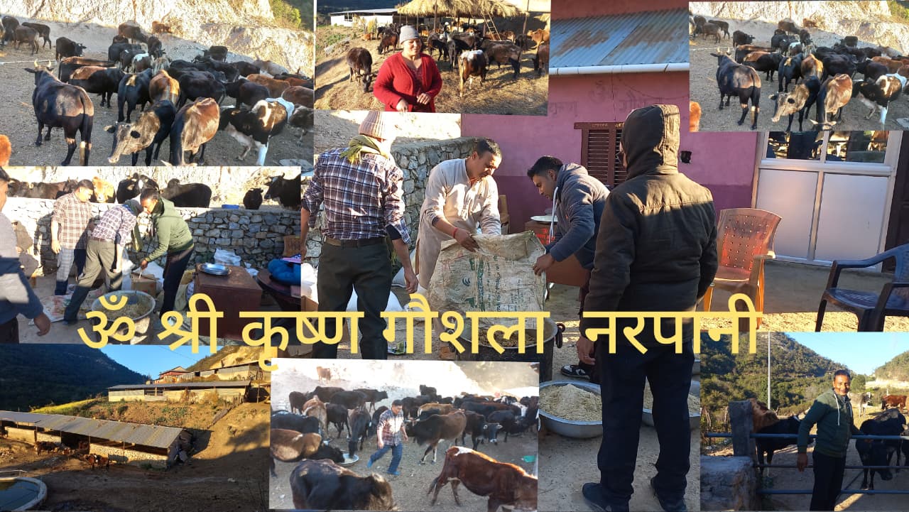 ॐ श्रीकृष्ण गौशालामा रहेका गौमातालाई आहार वितरण