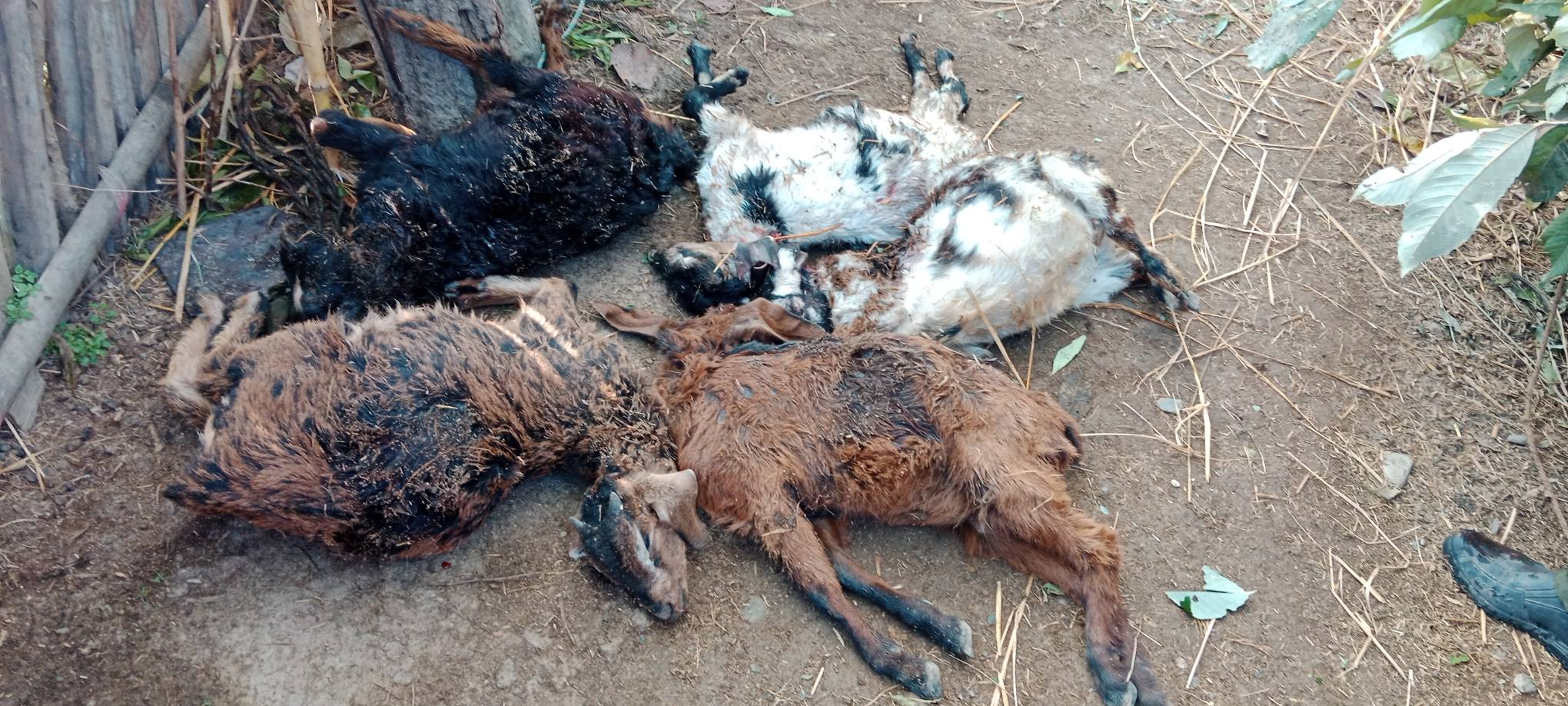 छाडा कुकुरको आक्रमणबाट सन्धिखर्कमा पाँच पाठापाठी मरे,झण्डै ५० हजारको क्षेती